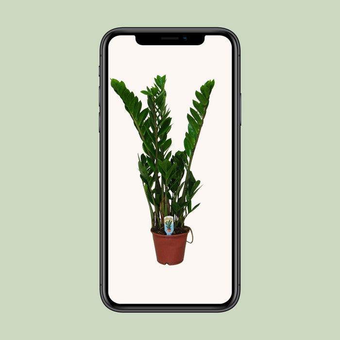 Zamioculcas Zamiifolia - ZZ Plant - ↕50cm - Ø14cm