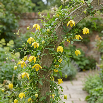 Clematis tangutica - Chinese bosrank 6x - Geel - Klimplant - Ø9cm - ↕35cm