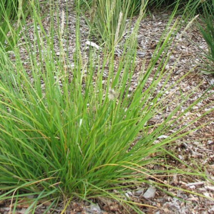 Efterårslyng - Sesleria autumnalis - ↕10-25cm - Ø9cm - 24x