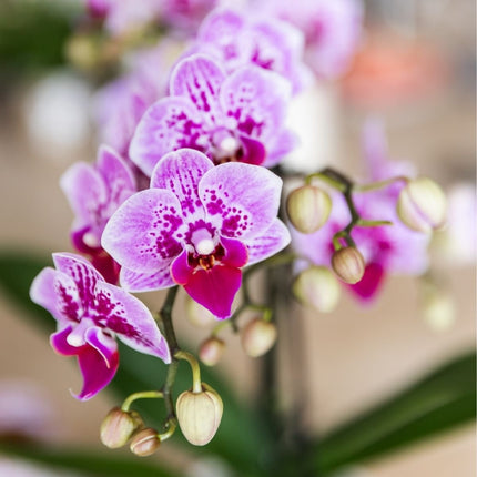 Kolibri Orchids | Roze-paarse Phalaenopsis orchidee - Diamond El Salvador - bloeiende kamerplant - vers van de kweker - Ø9cm