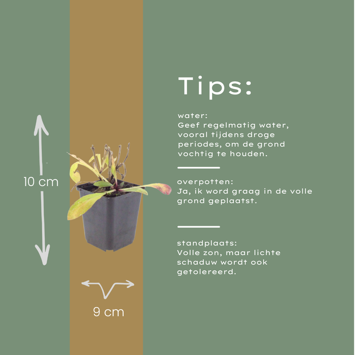 12x Helenium 'Moerheim Beauty' - ↕10-25cm - Ø9cm