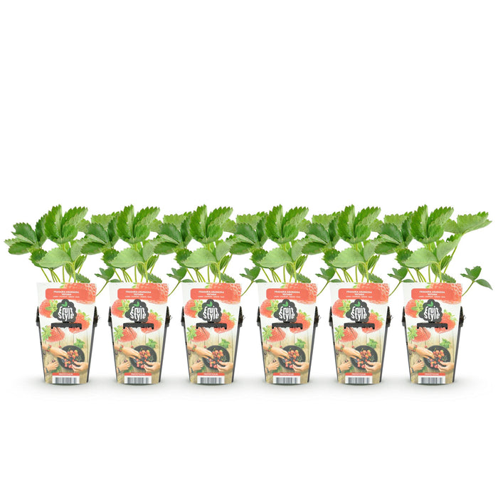 Aardbeienplant - Fragaria Elsanta - Rode Aardbei - Ø9cm - 6x