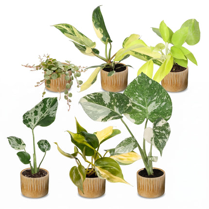 Baby Planten Tropical Mix - Diversen 6x - Tropisch - incl. Linnea Honey - Ø6cm - ↕10-15cm