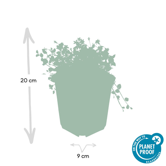 Isotoma fluviatilis - ↕10-25cm - Ø9cm - 48x