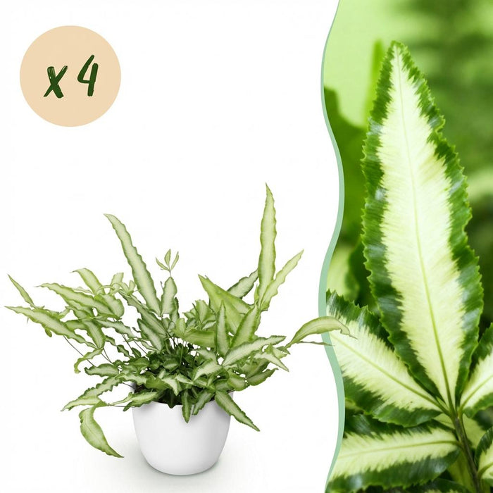 Pteris cretica Albolineata - Lintvaren - met witte plantenpot - ↕20cm - Ø12cm - 4x