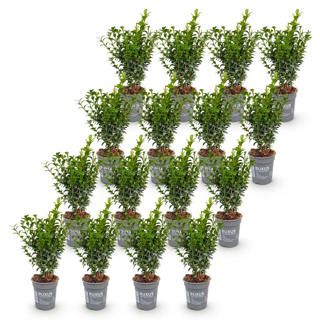 Buxus sempervirens - Palmboompje - 16x Haagplanten - Groenblijvend - Groen - Pot 9cm - Hoogte 20-25cm