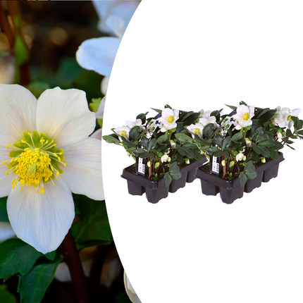 Helleborus niger ‘Christmas Carol’ - Kerstroos - ↕20cm - Ø7cm - 12x