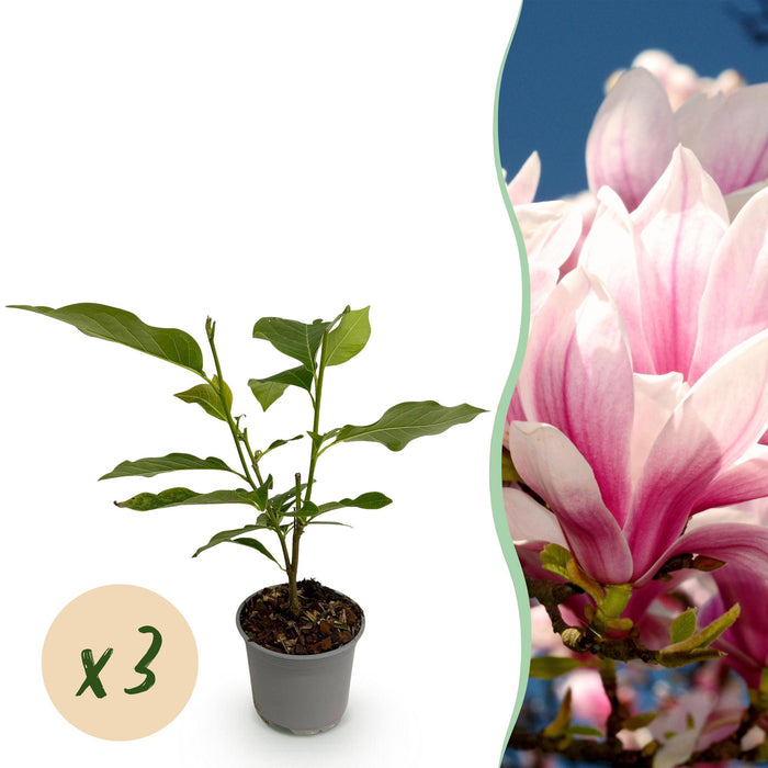 Magnolia soulangeana - Bloem Roze - 3 Planten - Bladverliezend - Weinig Onderhoud - Pot 12cm Hoogte 30cm