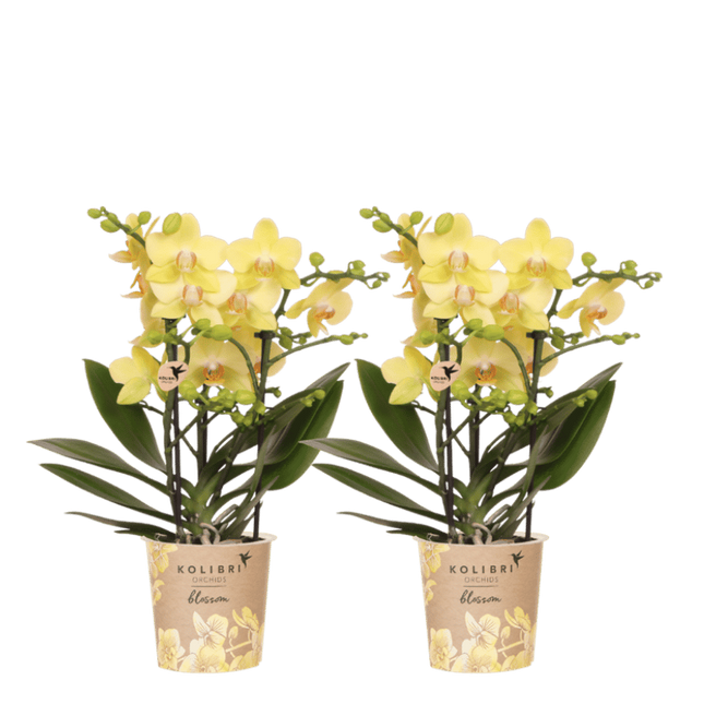 Kolibri Orchids | Combi Deal - 2 Gele Phalaenopsis Orchideeën Blossom Albenga - Ø9 cm