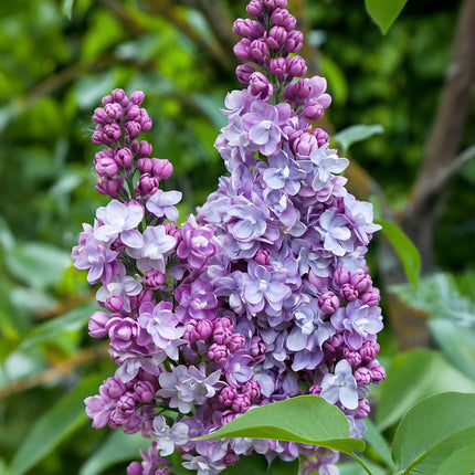 Syringa vulgaris Michel Buchner - Liliowy pospolity - Różowy - ↕45cm - Ø17cm