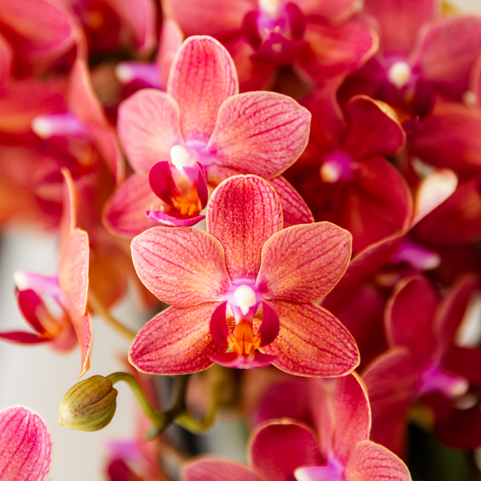 Kolibri Orchids | Rode Congo orchidee + Retro rood sierpot – potmaat Ø9cm | bloeiende kamerplant – vers van de kweker