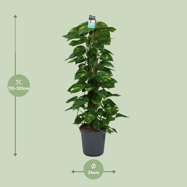 Scindapsus - Epipremnum - ↕120cm - Ø24cm