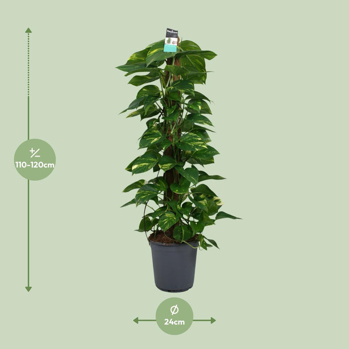 Scindapsus - Epipremnum - ↕120cm - Ø24cm