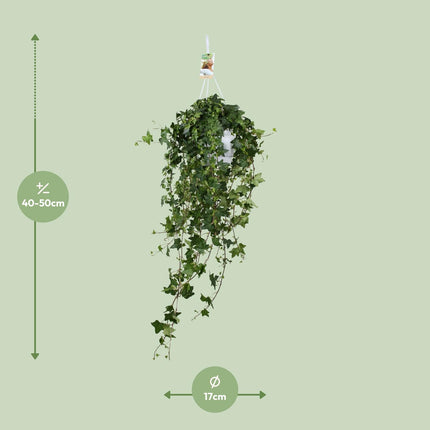 Hedera Helix Pitsburg - Planta colgante XXL - ↕90cm - Ø17cm