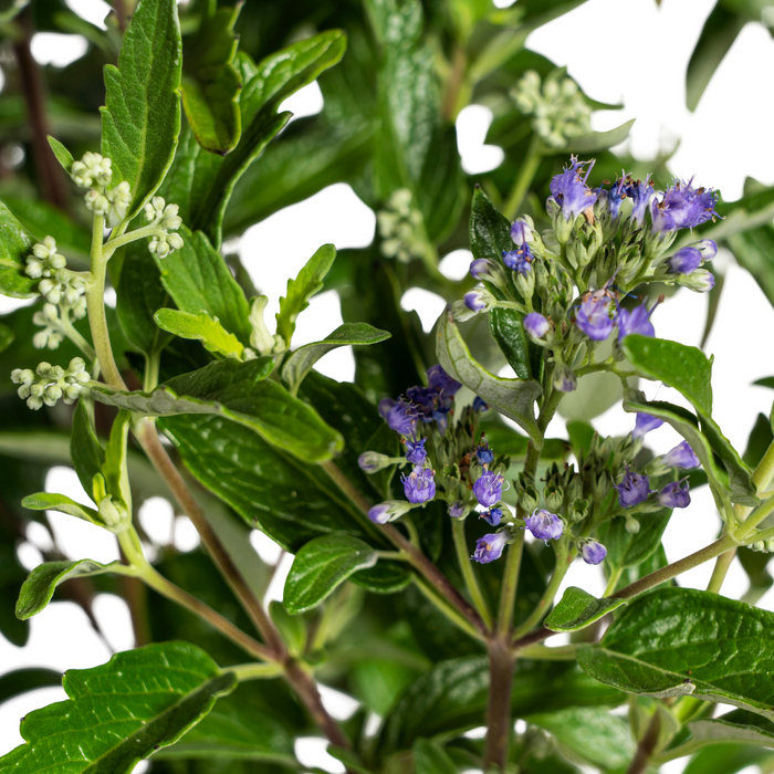 Caryopteris x Clandonensis - ↕40-50cm - Ø19cm