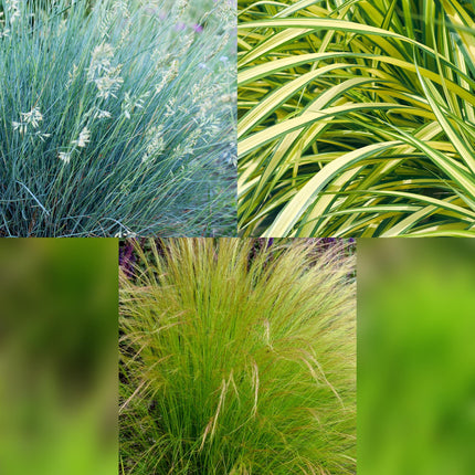 Ornamental grasses - Blue - Yellow - Green - ↕50cm - Ø17cm - 3x