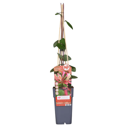 Lonicera periclymenum 'Belgica' - Madreselva - ↕65cm - Ø15cm