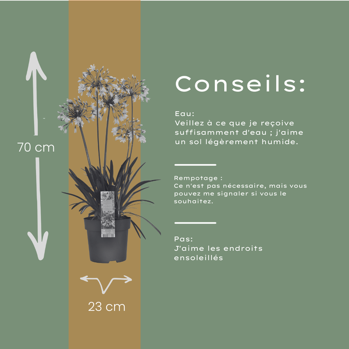 Agapanthus 'Fireworks' - Afrikaanse Lelie - ↕70cm - Ø23cm