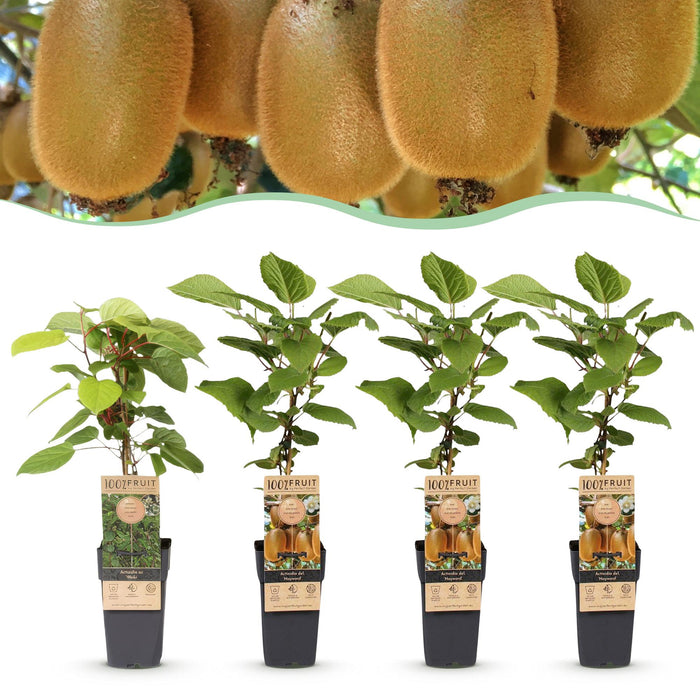 Actinidia Weiki & Hayward - Kiwiplant - 1 Mannelijke - 3 Vrouwelijke - ↕50cm - Ø15cm - 4x