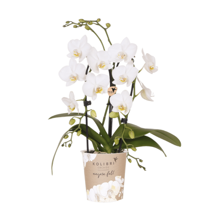 Kolibri Orchids | Witte Phalaenopsis orchidee - Niagara Fall White - bloeiende kamerplant - vers van de kweker - Ø9cm