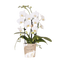 Witte Orchidee