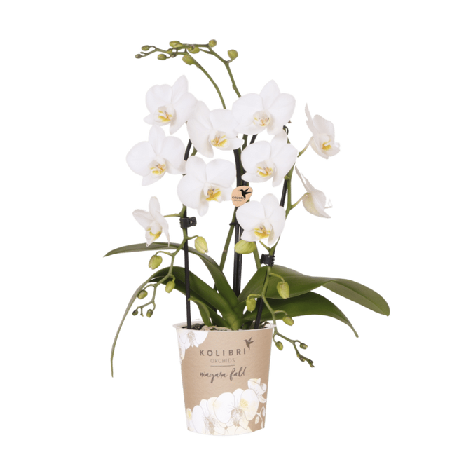 Kolibri Orchids | Witte Phalaenopsis orchidee - Niagara Fall White - bloeiende kamerplant - vers van de kweker - Ø9cm