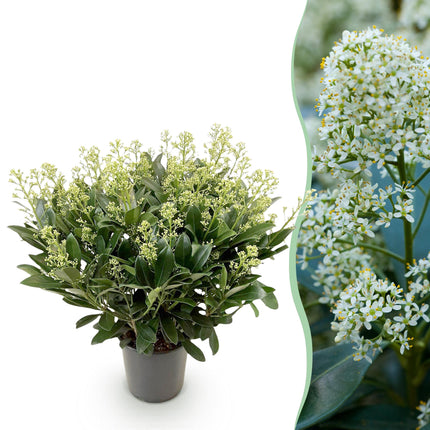 Skimmia japonica 'Finchy' – Weißblühend – Über 40 Blüten – ↕60 cm – Ø19 cm