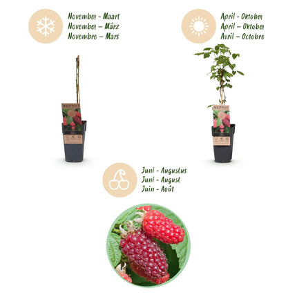 Rubus log. Tayberry - Blackberry - Hardy - Purple Raspberry - 2 Plants - 15cm Pot - Height 50cm