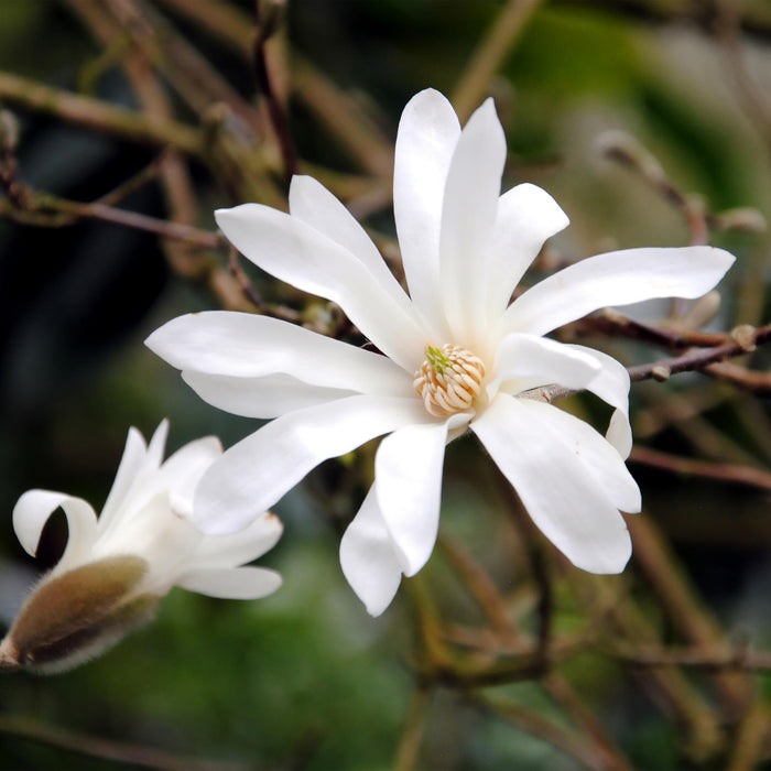 Magnolia stellata - Bloem Wit - 3 Planten - Bladverliezend - Weinig Onderhoud - Pot 12cm Hoogte 30cm