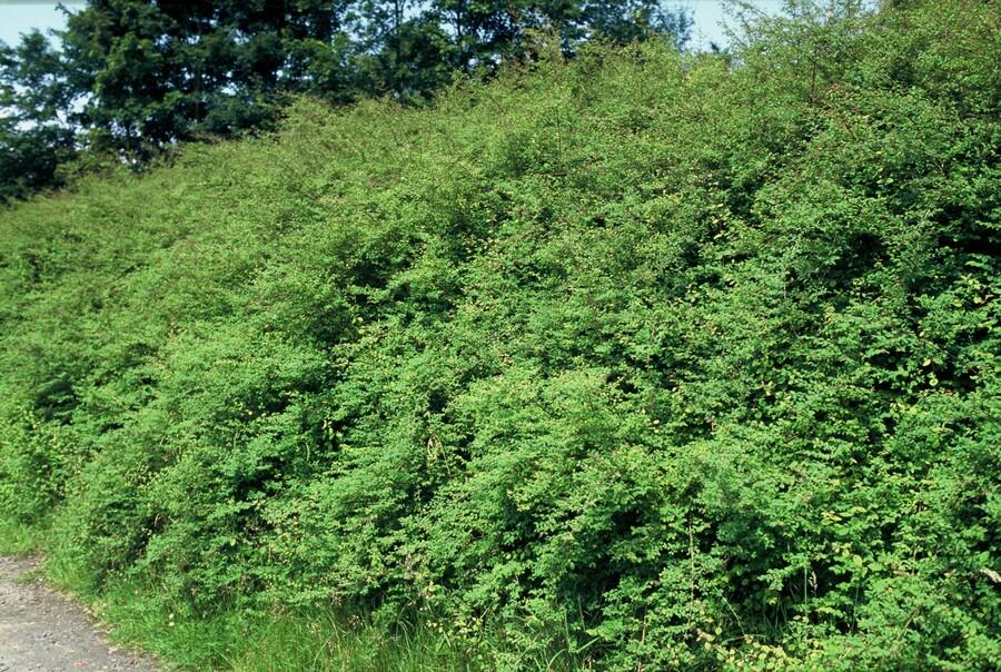Symphoricarpos chenaultii 'Hancock' - Sneeuwbes - ↕10-25cm - Ø9cm - 20x
