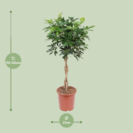 Schefflera Arboricola Compacta - ↕120cm - Ø27cm