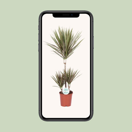 Dracaena Bicolor - Pianta del drago - ↕95cm - Ø21cm