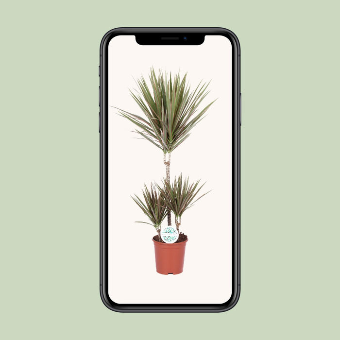 Dracaena Bicolor - Drakenplant - ↕95cm - Ø21cm