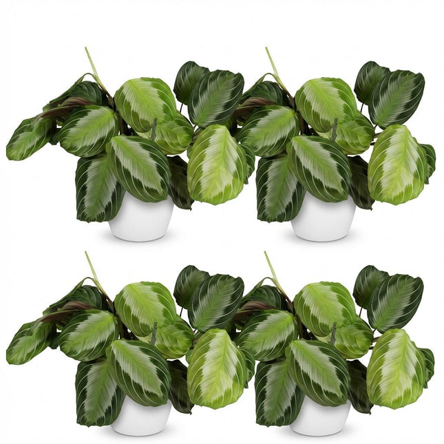 Maranta Fascinator Silverband - Gebedsplant - met witte plantenpot - ↕25cm - Ø12cm - 4x