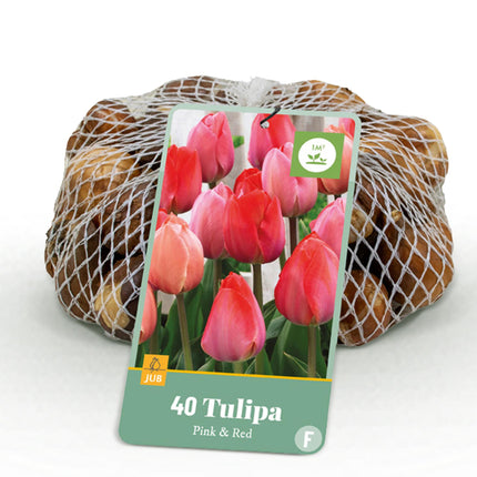 Bulbes de tulipes roses et rouges - Couleur : rose et rouge - 40 bulbes - Calibre : 10/12