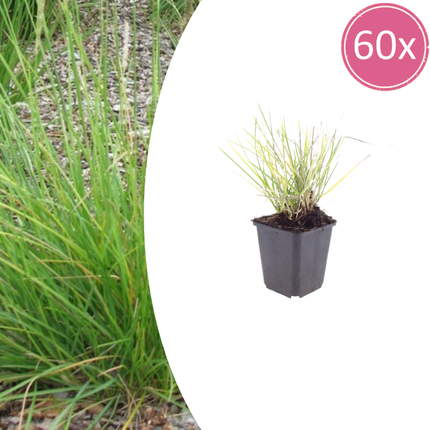 Efterårslyng - Sesleria autumnalis - ↕10-25cm - Ø9cm - 60x