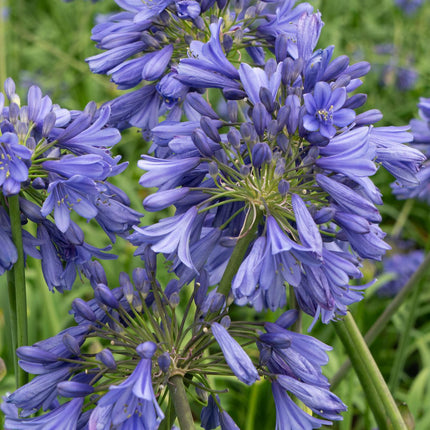 Agapanthus 'Ever Sapphire' - lilia afrykańska - ↕30cm - Ø19cm