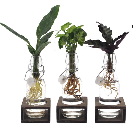 Intenz Mix in Ann Glass (white cap) + Natural Single - 3 pieces - Ø7cm - ↕25cm