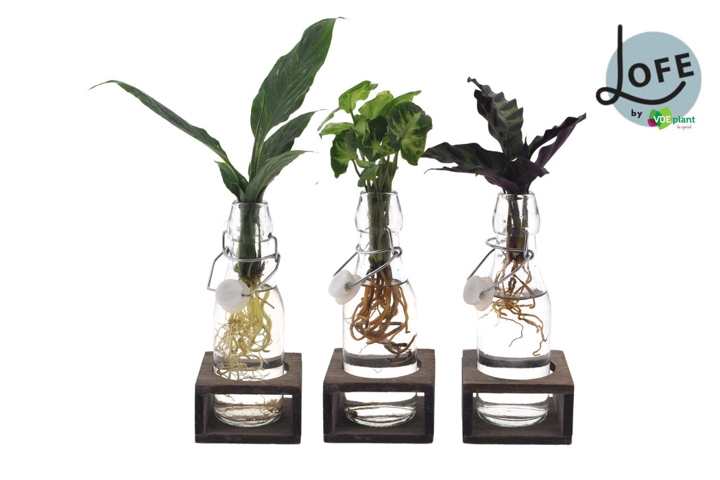 Intenz Mix en verre Ann (bouchon blanc) + Natural Single - 3 pièces - Ø7cm - ↕25cm
