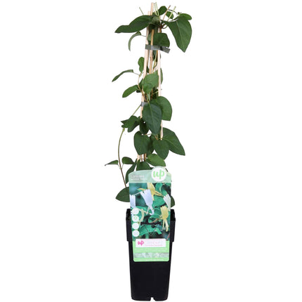Lonicera Japonica 'Halliana' - Caprifoglio - ↕65cm - Ø15cm