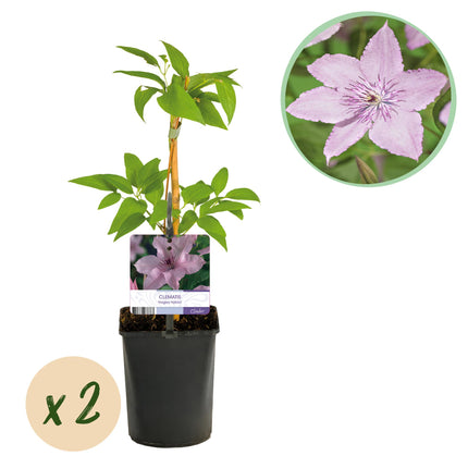 Clematis Hagley Hybrid – Clematis – Rosa Blüte – ↕40 cm – Ø11 cm – 2 Stück