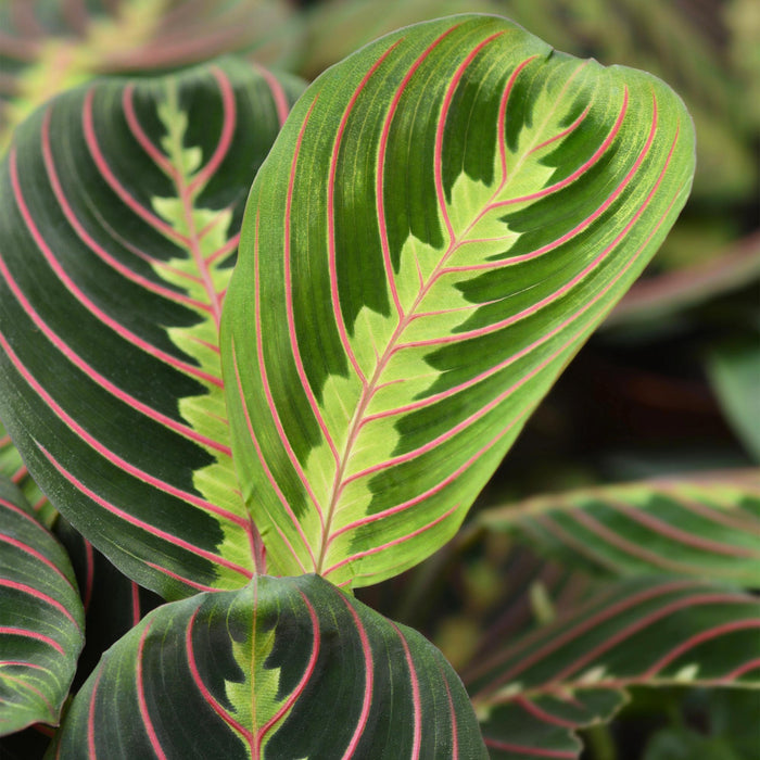 Maranta Fascinator Tricolour - Gebedsplant - ↕25cm - Ø12cm