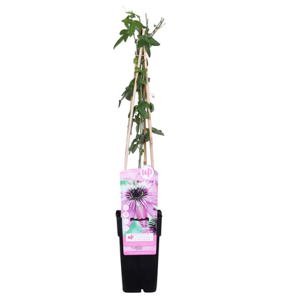 Passiebloem - Passiflora Paars 'Purple Haze' - ↕65cm - Ø15cm