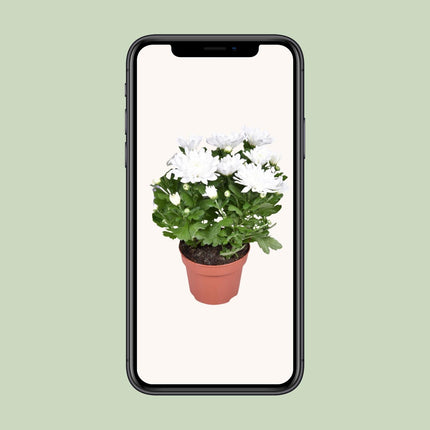 Chrysanthemum Brave - Chrysanthemum - ↕26cm - Ø12cm