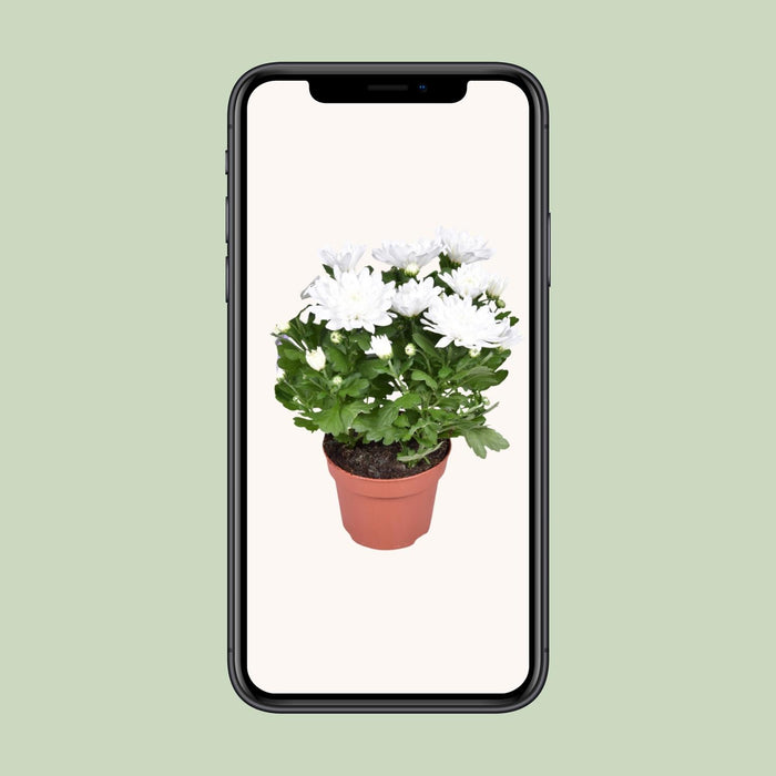 Chrysanthemum Brave - ↕26cm - Ø12cm