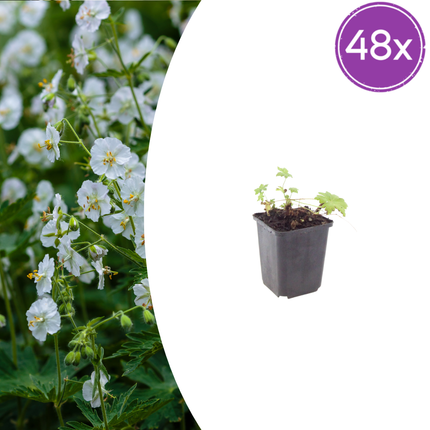 Geranium macrorrhizum 'White Ness' - Ooievaarsbek - ↕10-25cm - Ø9cm - 48x