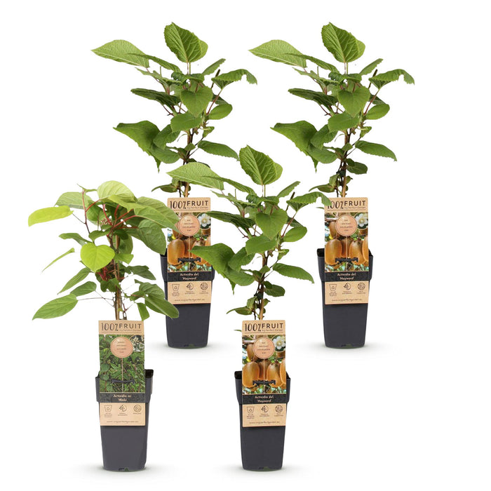 Actinidia Weiki & Hayward - Kiwiplant - 1 Mannelijke - 3 Vrouwelijke - ↕50cm - Ø15cm - 4x