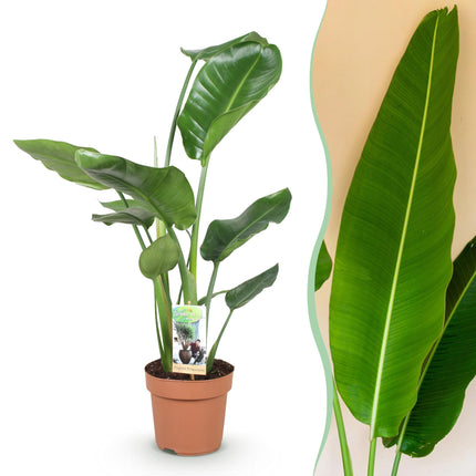 Strelitzia Nicolai – Paradiesvogelblume – ↕70–90 cm – Ø17 cm