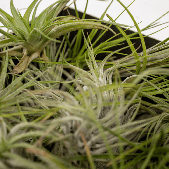 Tillandsia Air mix - 5 stuks - 6 cm - ø6 | Luchtplantjes