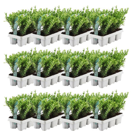 Ilex crenata 'Jenny' - ↕15cm - Ø7cm - 72x